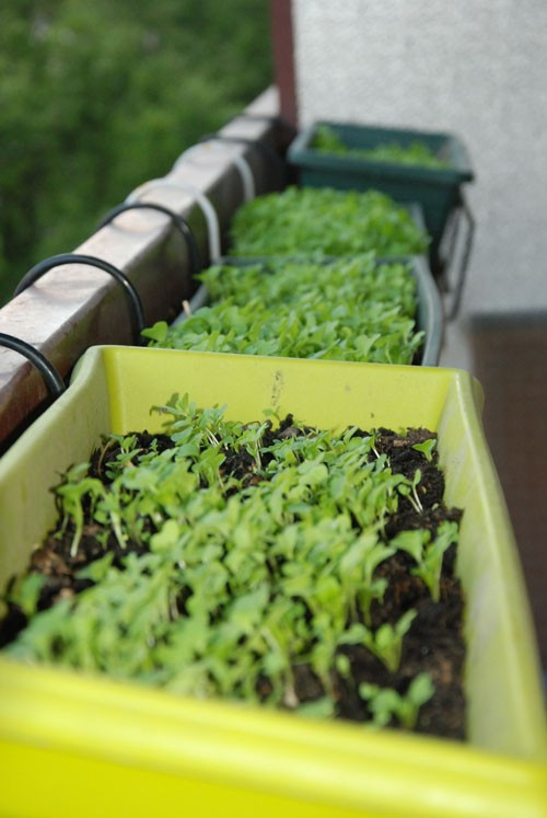 Mặt còn lại của ban công rộng khoảng một m2. Trên đó, chị Hiệu đặt các khay nhựa trồng rau.