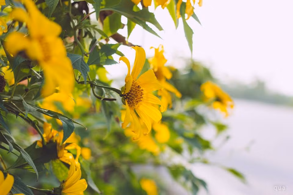 Thang 10, gioi tre ru nhau len Ba Vi ngam da quy