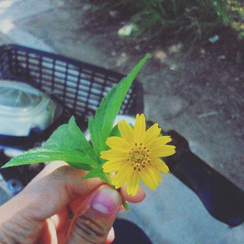 Dã quỳ Ba Vì không chỉ có vẻ đẹp đơn thuần...