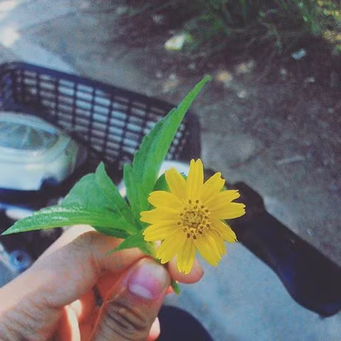 Dã quỳ Ba Vì không chỉ có vẻ đẹp đơn thuần...