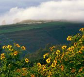 Hoa Dã Quỳ Ba Vì có những nét đẹp riêng của một vùng đất núi thiêng hùng vĩ.