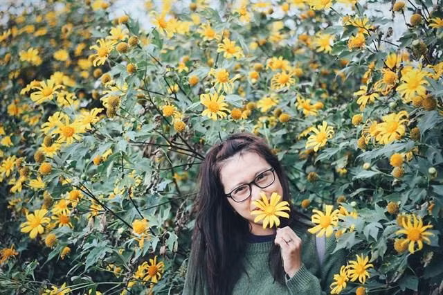 Đường tới khu vực có dã quỳ ở Ba Vì khá khó đi nên nhiều người lên đến đây thường không tìm được nhiều hoa, đành phải ngậm ngùi chụp với những bụi hoa bé.