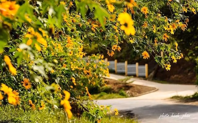 Hoa dã quỳ thường mọc nhiều ở khu vực đồi 700, các bạn trẻ khi mua vé vào khu du lịch nhớ hỏi người gác cổng hướng đi.