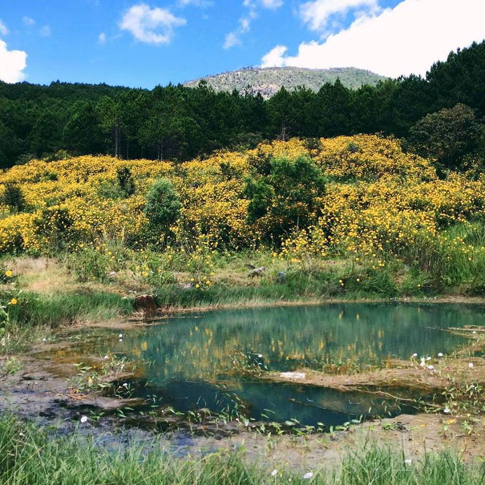 Lên Bà Vì ngắm dã quỳ, bạn có thể đi theo nhóm để cùng nhau tận hưởng khí thiêng.