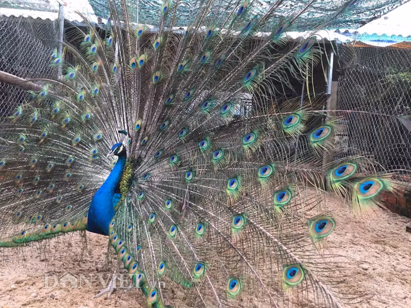 Hiện không chỉ nhiều người có tiền ở Quảng Ngãi, mà nhiều đại gia ở các tỉnh thành miền Trung và cả Tây Nguyên cũng tìm mua chim công về nuôi chơi cảnh.