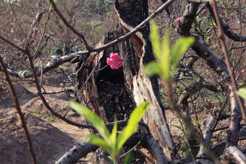 Những gốc đào mục, rỗng đòi hỏi sự chăm sóc công phu, vài trăm cây mới được một gốc.