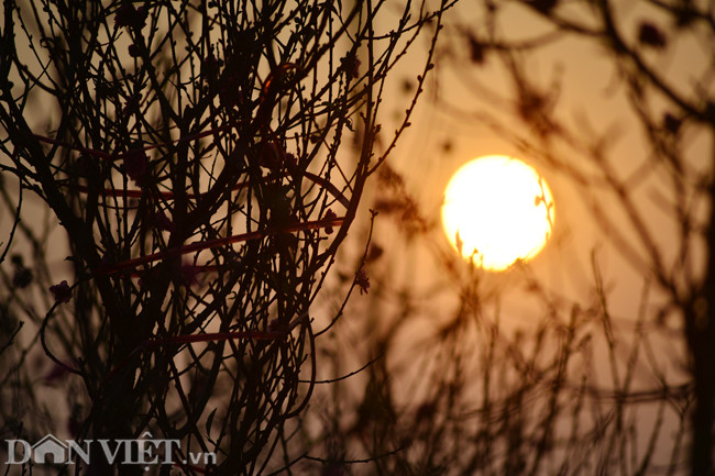 Đến hôm qua (3/1) trời bắt đầu hửng nắng, người trồng đào khá lo lắng nếu tình trạng thời tiết này kéo dài, hoa sẽ bung nở không như dự định.