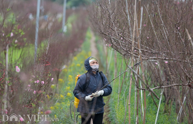 Mấy ngày gần đây, người trồng đào bắt đầu cắt tỉa cành, chăm sóc để đào nở đúng dịp và đẹp nhất.