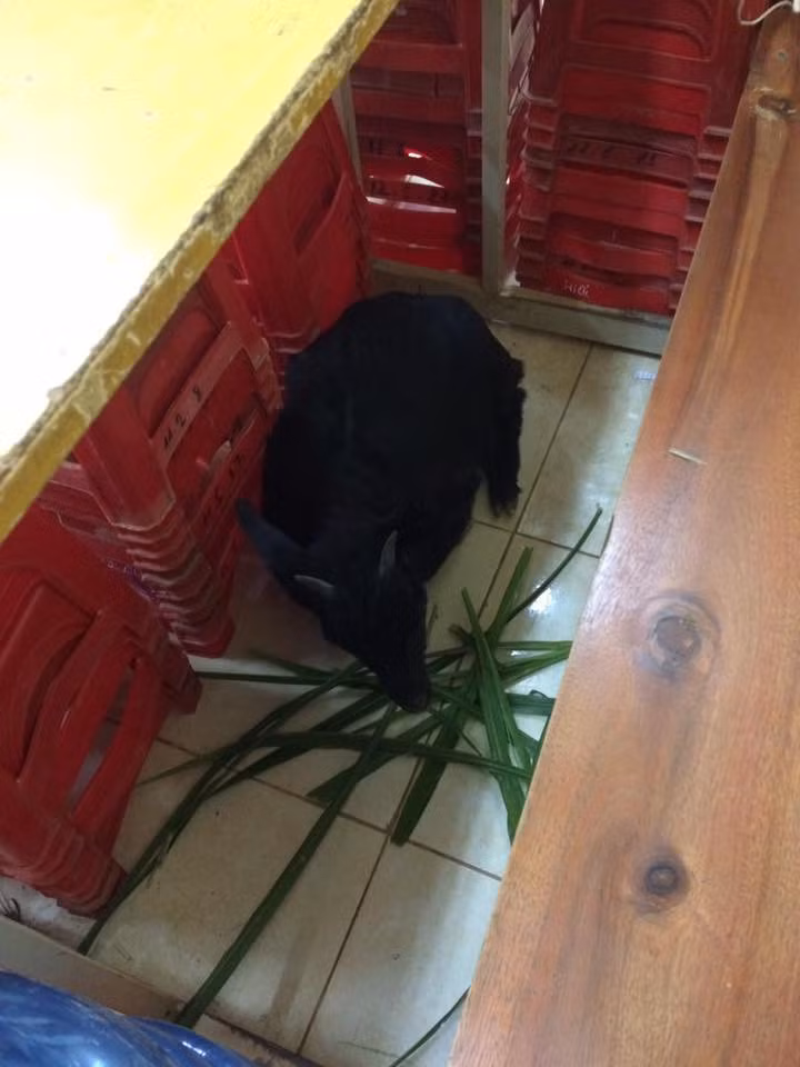 "90 phút trôi qua, nó chạy quanh trường tìm nhưng không thấy. Trời biết đất biết, nó không biết em dê đã lạc trôi phương nào. Nó lê từng bước vào lớp mặt ỉu xìu. Nhìn cũng tội nhưng thôi mặc kệ cười đã". Nickname dấu tên chia sẻ thêm.