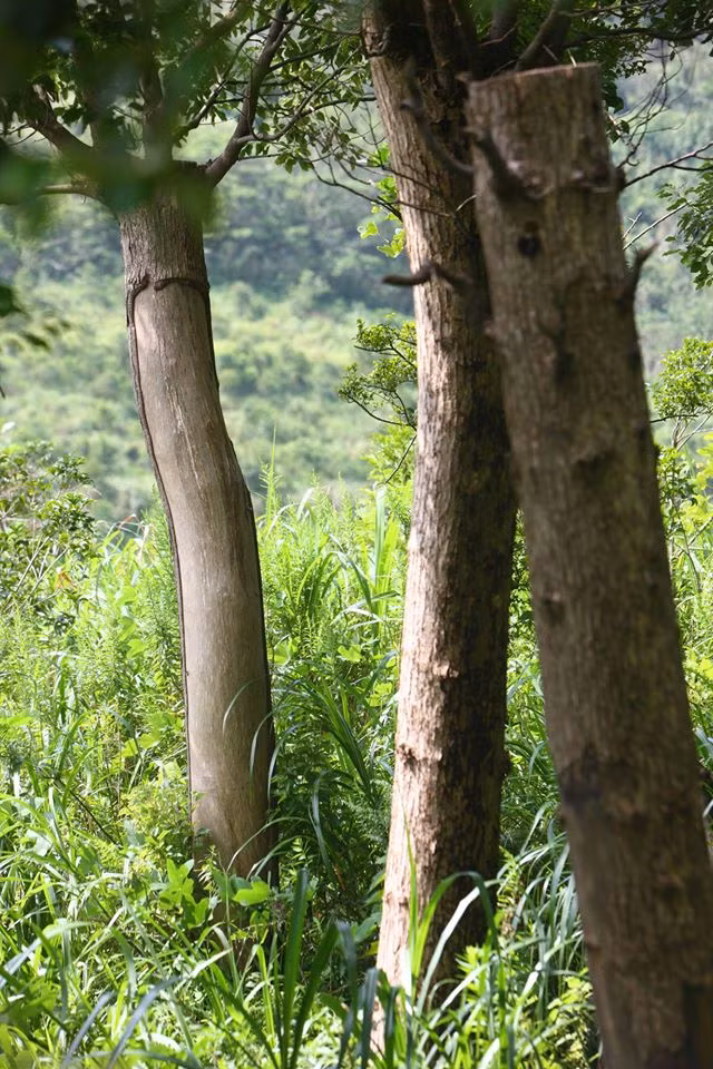 Được biết, trước khi tiến hành điêu khắc, chạm trổ, những cây long não sẽ được "dọn dẹp", tỉa bớt cành cây rậm rạp trên thân để các nghệ sĩ dễ dàng sáng tác. Sau đó những tác phẩm này sẽ được sơn màu vàng ánh kim.