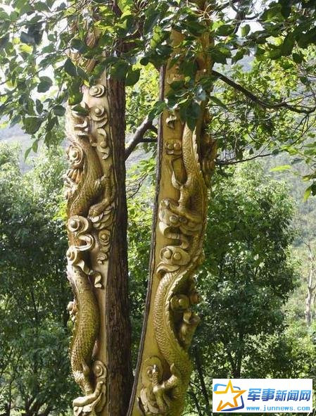 Tuy vậy ông này vẫn tiếp tục cho thực hiện dự án trên bởi ông cho rằng mình không hề phạm luật khi cho rằng những cây long não thuộc quyền sở hữu của mình nên có thể làm bất cứ điều gì ông ta muốn.