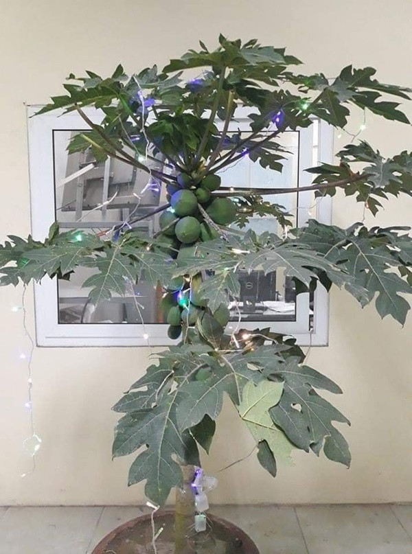 Ngay lập tức, chậu cây độc đáo này đã nhận được sự thích thú của hàng nghìn cư dân mạng. Bất ngờ hơn rất nhiều người khác cũng có ý tưởng chơi cây cảnh độc đáo này.