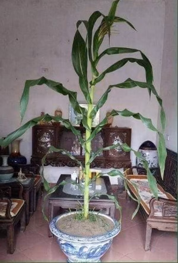Chậu cây này hẳn là của một gia đình có bãi ngô rất rộng.