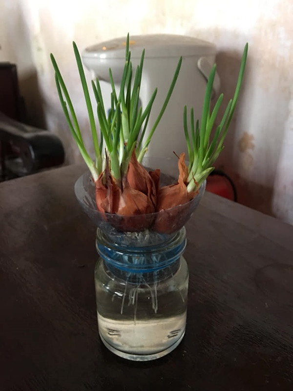 Hành mọc mầm không ăn được nhưng để trên bàn trang trí thì hợp lý miễn chê để thay cho cốc hoa thủy tiên.