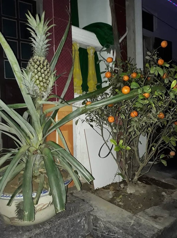 Mới đây, một cư dân mạng đã đi đầu trào lưu bonsai rau củ bằng bức ảnh chụp lại củ su hào được trồng trong chiếc chậu cây màu trắng đẹp đẽ, đặt ở vị trí trang trọng trên chiếc bàn ở phòng khách.