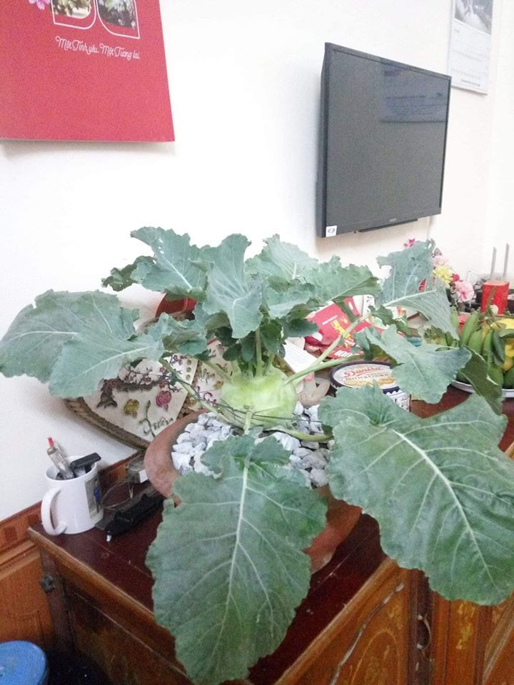 Trong những ngày giáp Tết, mọi người đều bận rộn với những công việc cuối năm như dọn dẹp nhà cửa, sắm sửa đồ ăn thức uống, mua bán đủ thứ. Tất nhiên, trong danh sách dài những việc phải làm đó thì luôn luôn có một thứ đó mua cây chơi Tết.