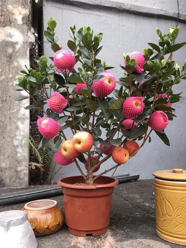 Nếu bạn muốn có một chậu cây nhỏ nhỏ xinh xinh mà vẫn trữu quả, đây là một gợi ý không tồi.