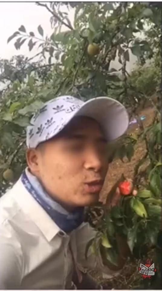 Được biết, vườn mận chưa vào mùa thu hoạch và hành động phá hoại này đã gây nhiều thiệt hại đối với người trồng.