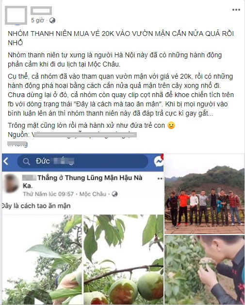 Chiều tối ngày hôm nay (7/5), trên mạng xã hội xuất hiện đoạn clip và những hình ảnh về một nhóm thanh niên có hành vi phá vườn mận Mộc Châu gây bức xúc.