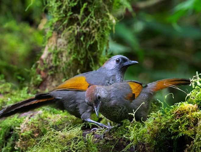 Hệ động vật phát triển, một số loài quý hiếm được ghi trong Sách Đỏ thế giới như: Khỉ mặt đỏ, báo gấm, hổ, nhím đuôi ngắn, khỉ đuôi lợn. Bên cạnh việc là khu bảo tồn thì nơi đây còn là khu du lịch sinh thái nổi tiếng với ngọn núi Ngọc Linh kỳ bí, hiểm trở
