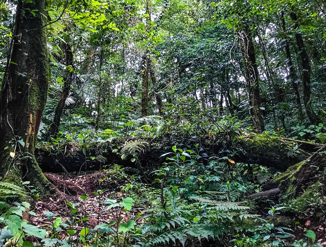 Khu bảo tồn là nơi sinh sống, phát triển của rất nhiều loài thực vật quý hiếm, cổ xưa như: Ngọc lan, họ na, họ chè, … Tiếp đó là 9 loài thực vật đặc hữu, tiêu biểu nhất là sâm Ngọc Linh