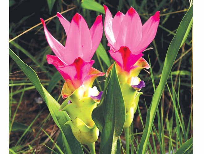 Vườn quốc gia Lò Gò Xa Mát độc đáo và khác lạ hơn so với những Vườn Di sản khác bởi sinh cảnh có sự chuyển giao giữa 3 vùng: Tây Nguyên, Đông Nam Bộ và Đồng bằng sông Cửu Long