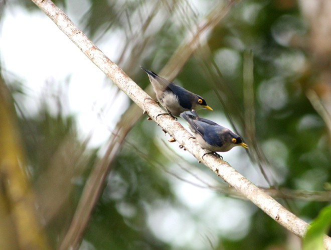 Nơi đây còn được biết đến là kho tàng đa dạng sinh học tại Việt Nam, khi có tới 874 loài thực vật bậc cao, 309 loài động vật hoang dã