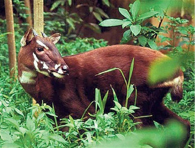 Loài Sao la quý hiếm được phát hiện ở khu rừng vào năm 1992. Bên cạnh đó, cũng tại Vũ Quang, các nhà khoa học đã phát hiện rất nhiều loài thú mới. Chính vì vậy, nơi đây còn được gọi với cái tên “mỏ loài mới của Việt Nam”