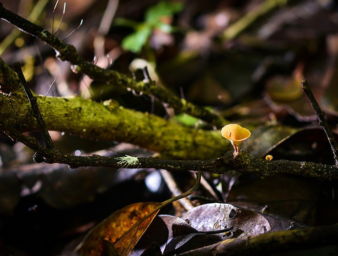 Tại đây, có khoảng hơn 1.900 loài thực vật, trong đó có 62 loài quý hiếm, như: Thông đỏ, Pơ mu, Thông hai lá dẹp, Bách xanh, …