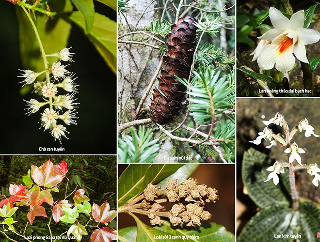 Nhiều loài cây có giá trị kinh tế cao, hoặc được sử dụng làm thuốc chữa bệnh xuất hiện tại nơi đây