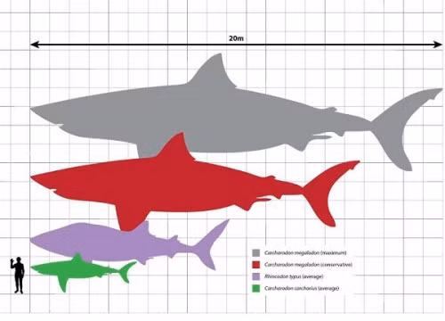 Cai chet cua “quai vat dai duong”: Bat mi bi mat trieu nam?