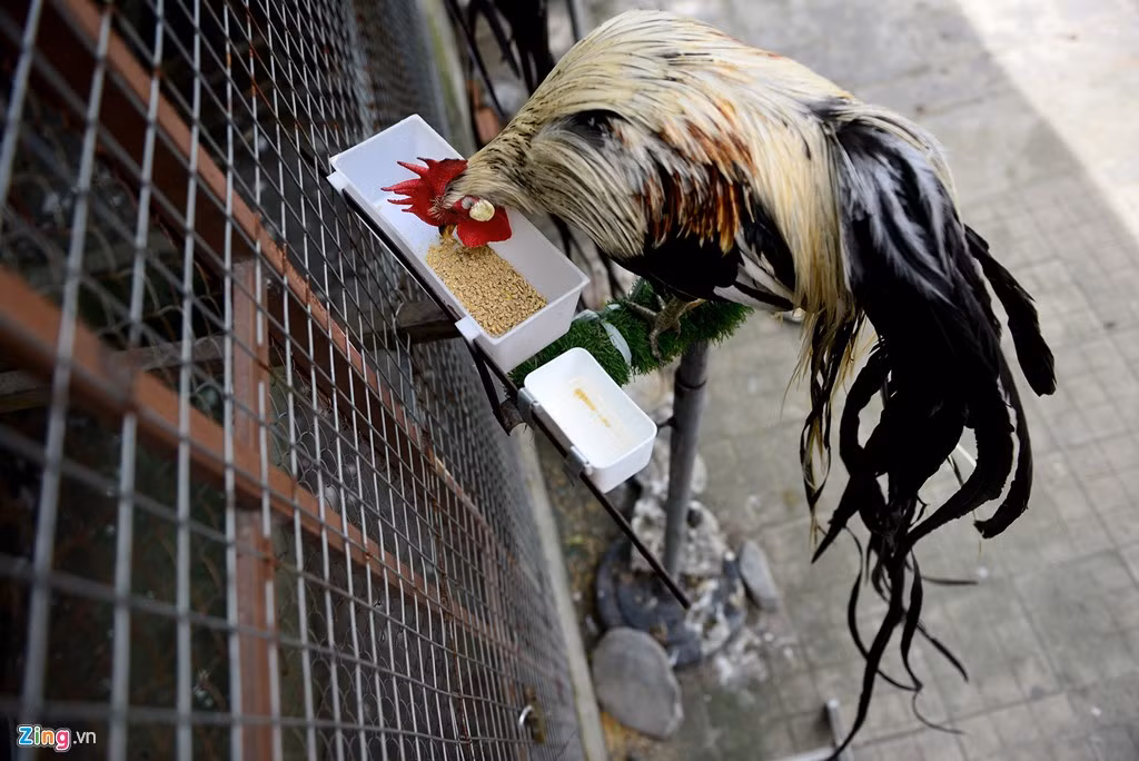 Thức ăn chủ yếu của gà này là lúa, cám, bắp,… Muốn gà sinh trưởng tốt nên thường xuyên bổ sung thêm đạm, bằng việc cho ăn các loại côn trùng, lươn, cá,