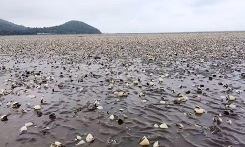 Phat hien chat tay rua tai khu vuc ca chet o Kien Giang