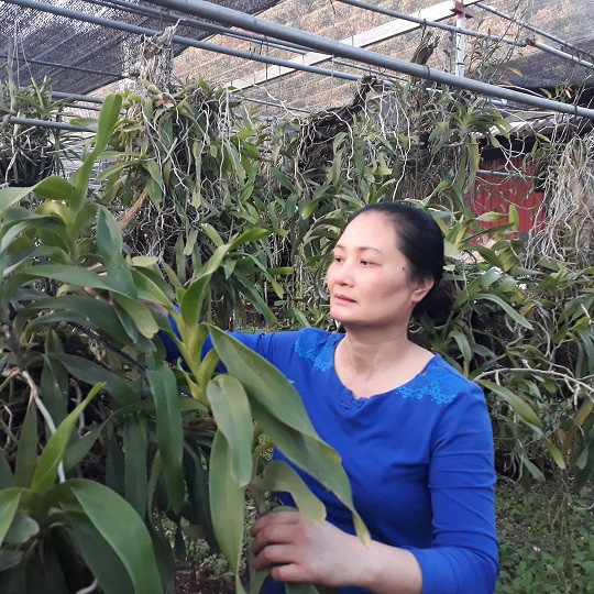 Vườn lan nhà bà Lời có hơn 60 loài lan rừng, trong đó có nhiều loài quý, hiếm như: hoàng thảo vôi, hạc vĩ Bắc, hoàng thảo kèn, phi điệp đột biến, trầm tím.