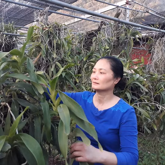 Vườn lan nhà bà Lời có hơn 60 loài lan rừng, trong đó có nhiều loài quý, hiếm như: hoàng thảo vôi, hạc vĩ Bắc, hoàng thảo kèn, phi điệp đột biến, trầm tím.