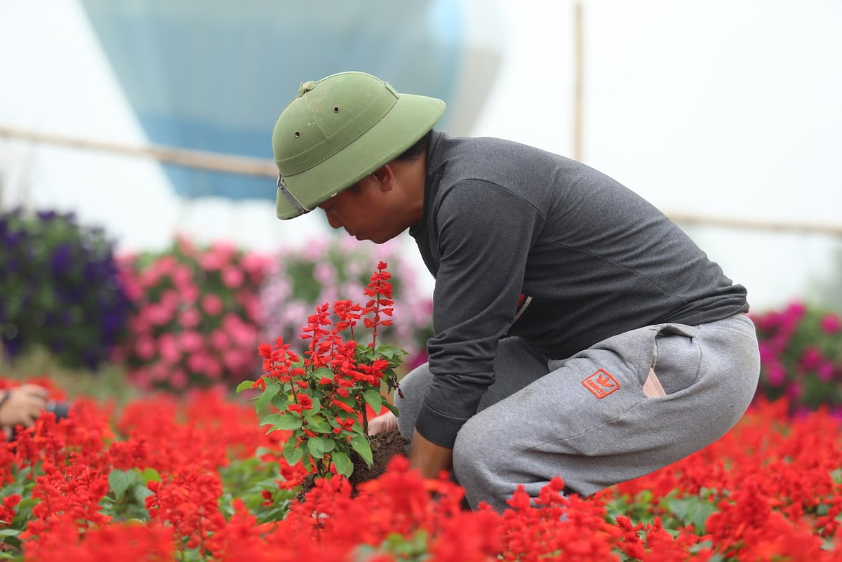 Vườn hoa của anh Hùng giờ đây như biến thành một biển màu sắc rực rỡ. Hàng chục nghìn cây hoa cùng nhau khoe sắc biến nơi đây thành một địa điểm thu hút không ít người tham quan.