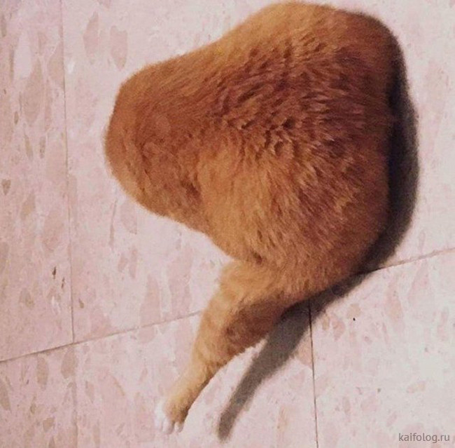 Không phải đùi gà đâu mà ham hố vậy.