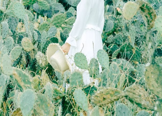 Địa điểm "sống ảo mới" được dân mạng để mắt trên con đường Đà Nẵng tới Hội An đó là một bụi xương rồng khá rộng. Mỗi cây xương rồng ở đây đều cao và to hơn bình thường do được phát triển tự nhiên.