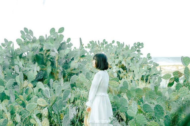 Không chỉ cho ra mắt bộ ảnh "sống ảo" cực đẹp, Thế Vinh còn "có tâm" khi chỉ dẫn cụ thể để đưa các bạn trẻ tới được khu vườn xương rồng đặc biệt tại Đà Nẵng này.