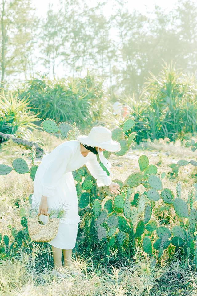 Những cành xương rồng lạ mắt khiến nhiều người tưởng rằng đây không phải ở Việt Nam mà ở Hàn Quốc hay Nhật Bản. Một phần dẫn tới sự nhầm lẫn này cũng vì do màu ảnh vintage của bộ ảnh trên.