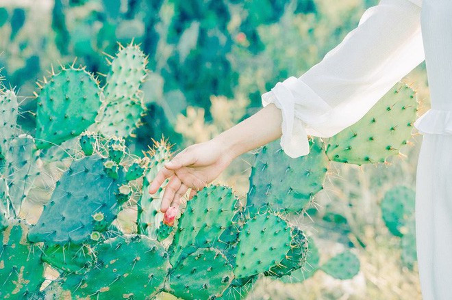 Theo tìm hiểu được biết, bộ ảnh khiến vườn xương rồng tại Đà Nẵng tới Hội An nổi "bần bật" trên MXH là của Thế Vinh, một mảnh của đội Twins - Quán quân Here We Go mùa 2.