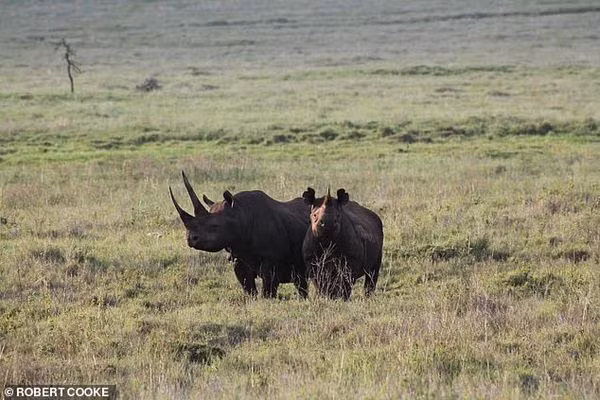 Voi, te giac, dai bang tuyet chung ngay trong the ky 21?