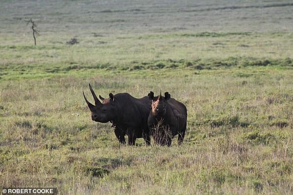 Voi, te giac, dai bang tuyet chung ngay trong the ky 21?