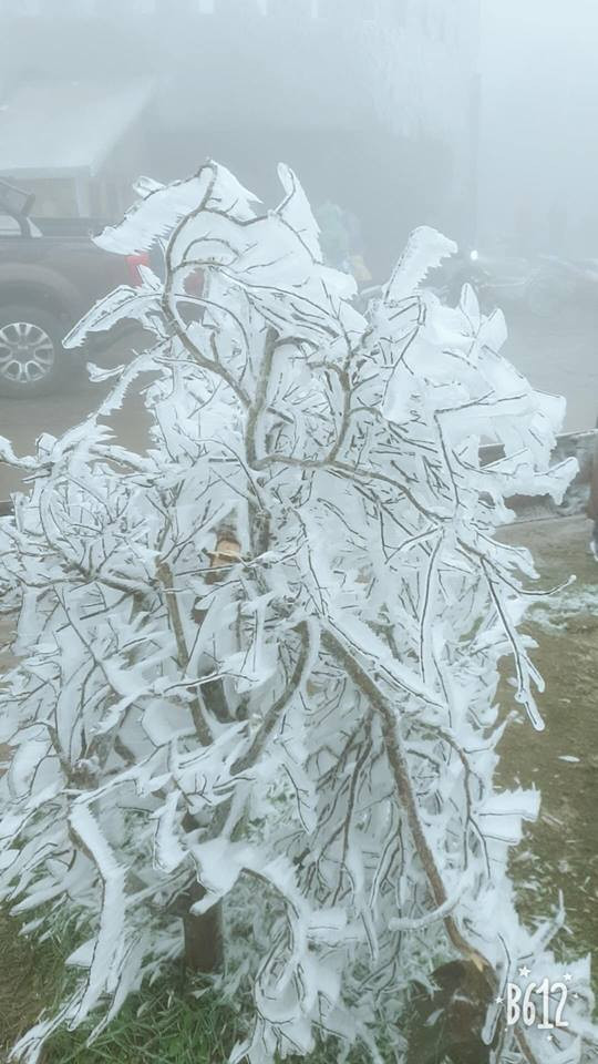 Các cây cối trên khu vực đỉnh Mẫu Sơn đều đang bị đóng băng và phủ màu trắng cực đẹp.