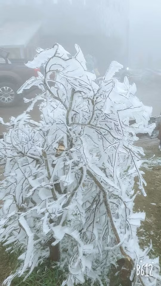 Các cây cối trên khu vực đỉnh Mẫu Sơn đều đang bị đóng băng và phủ màu trắng cực đẹp.