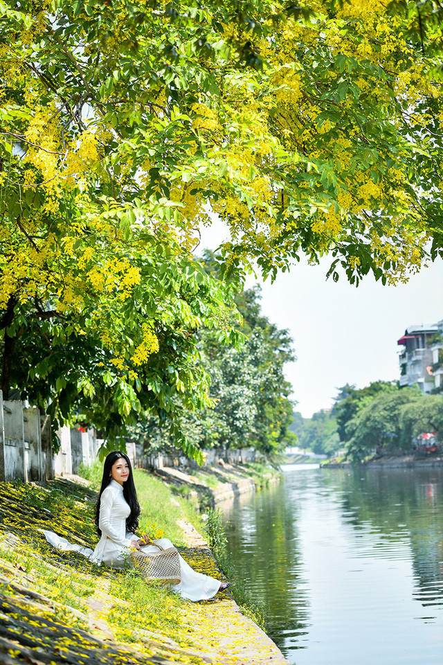 Sắc vàng hoa hoàng yến cùng với vẻ đẹp của cô gái xứ Nghệ trong lần ra Hà Nội đã tạo nên một bức ảnh giao thoa giữa cảnh sắc thiên nhiên và nhan sắc con người.