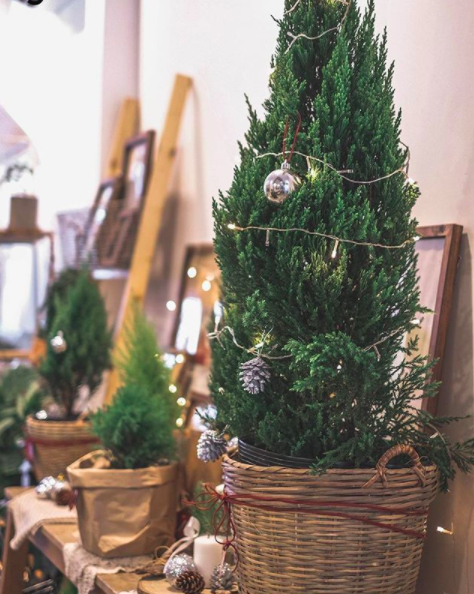 Cây Sơn Tùng được giới trẻ ưa chuộng mùa Noel 2017 và dự đoán sẽ là công cụ sống ảo cực chất. Ảnh sử dụng trong bài: Ươm.