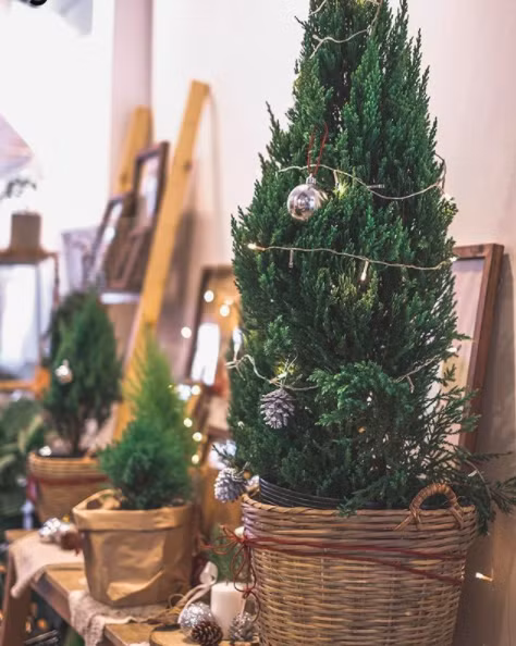 Cây Sơn Tùng được giới trẻ ưa chuộng mùa Noel 2017 và dự đoán sẽ là công cụ sống ảo cực chất. Ảnh sử dụng trong bài: Ươm.