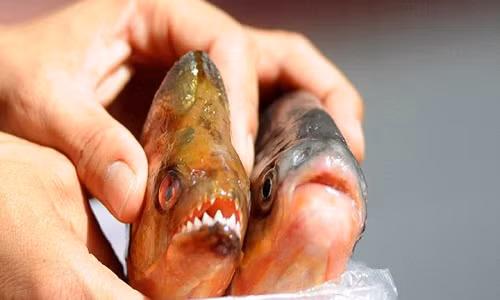 Dung nhan “quai vat an tinh hoan” khet tieng Amazon