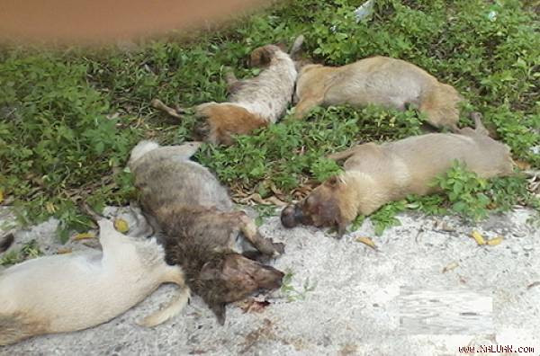 Nickname Quân Trần bình luận: "Thương mấy em chó quá, nhà mình hôm trước cũng suýt bị nhóm cẩu tặc bẫy mất chú chó. May sao con Mun ấy nhanh chân chạy được vào nhà, trên cổ vẫn còn nguyên cái thòng lọng của các đối tượng xấu ấy".